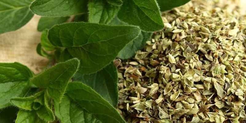 what-is-oregano-benefits-of-oregano-in-hindi