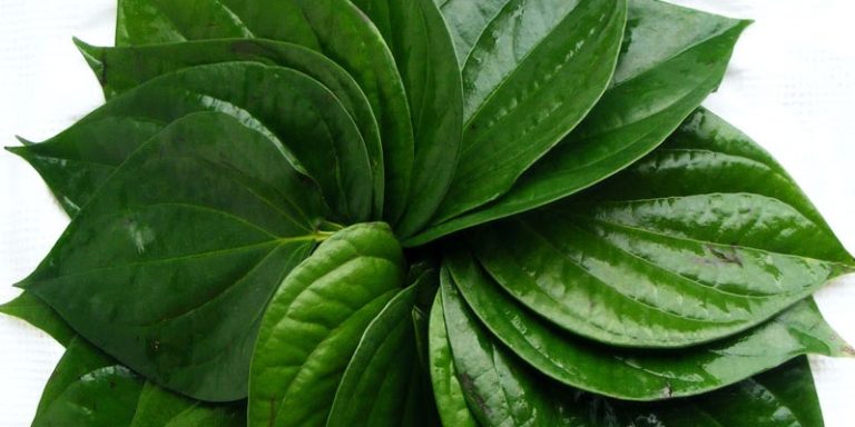 paan-leaf-benefits-in-hindi-shiveshpratap