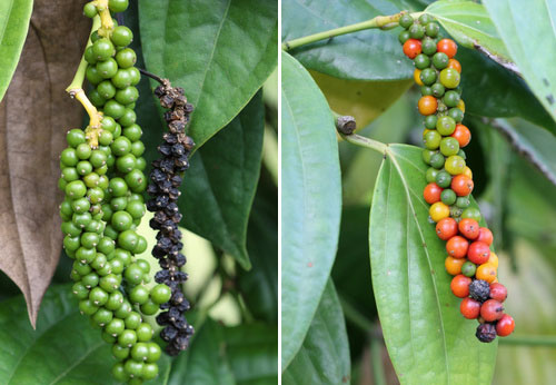  50 Black Pepper In Hindi